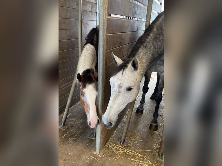 Fler ponnyer/små hästar Sto 8 år 147 cm Grå in Kirchberg an der Murr