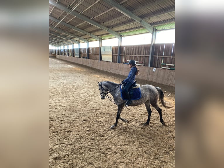 Fler ponnyer/små hästar Sto 8 år 147 cm Grå in Kirchberg an der Murr