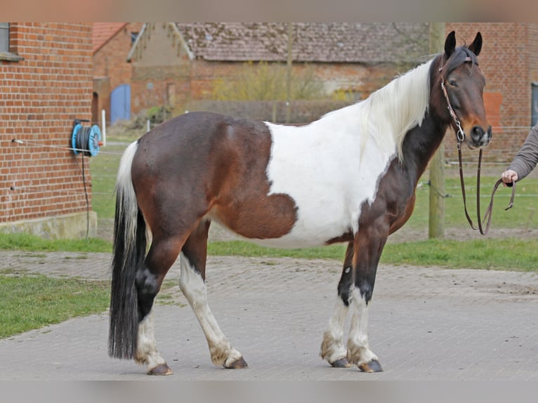 Fler ponnyer/små hästar Sto 8 år 147 cm Pinto in Diesdorf OT Haselhorst