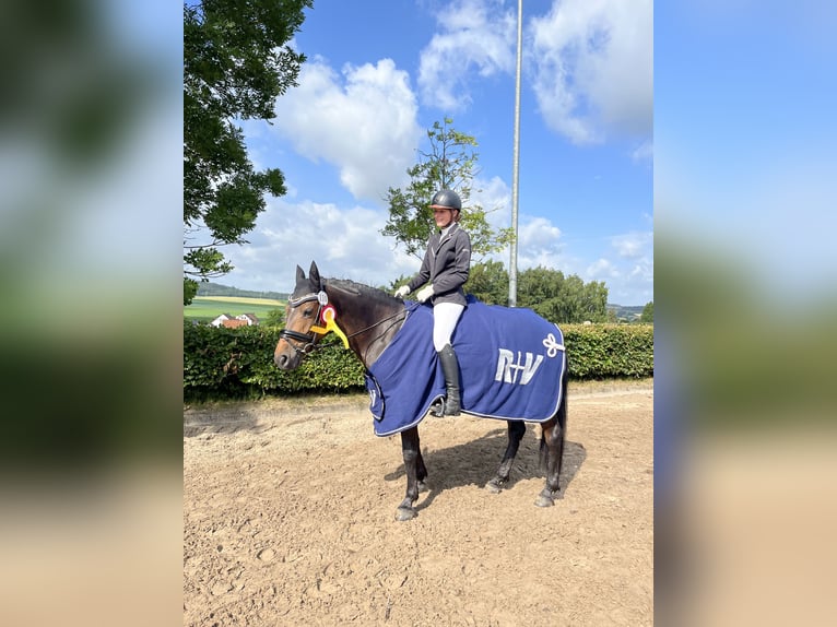 Fler ponnyer/små hästar Sto 8 år 148 cm Brun in Lyhren