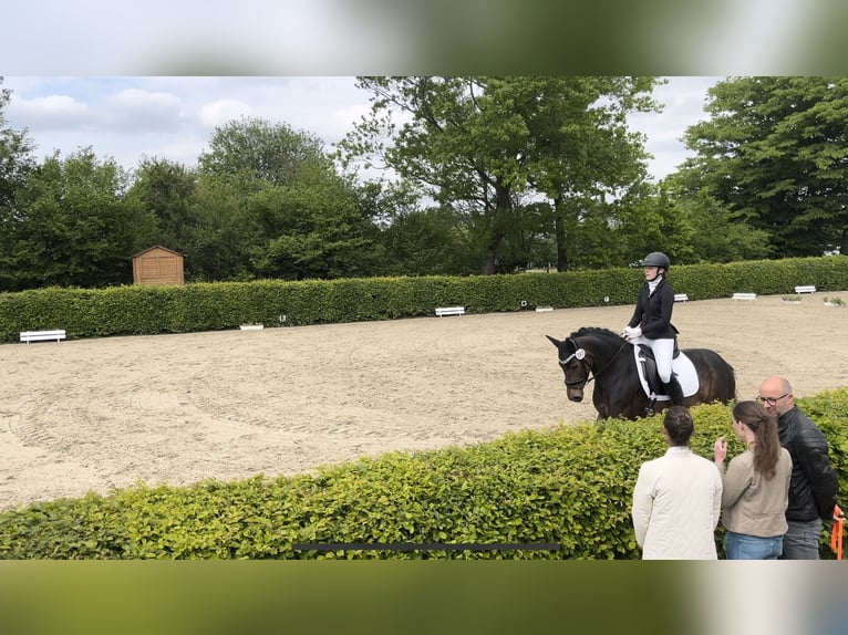 Fler ponnyer/små hästar Sto 8 år 148 cm Brun in Lyhren