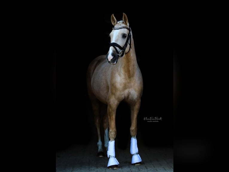 Fler ponnyer/små hästar Sto 8 år 148 cm in Rhede