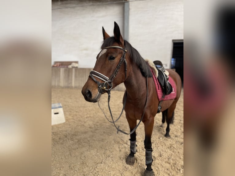 Fler ponnyer/små hästar Sto 8 år 150 cm Brun in Neumarkt in der Oberpfalz