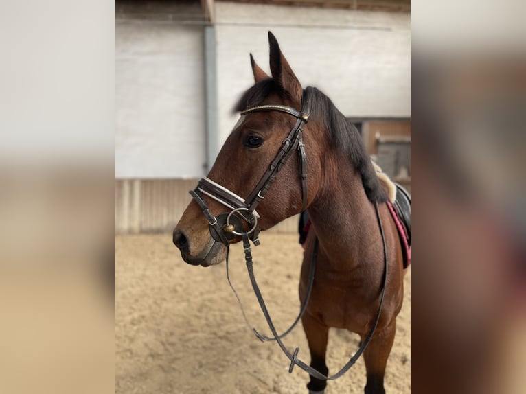 Fler ponnyer/små hästar Sto 8 år 150 cm Brun in Neumarkt in der Oberpfalz