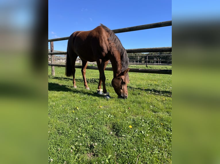 Fler ponnyer/små hästar Blandning Sto 8 år 151 cm fux in Gazeran