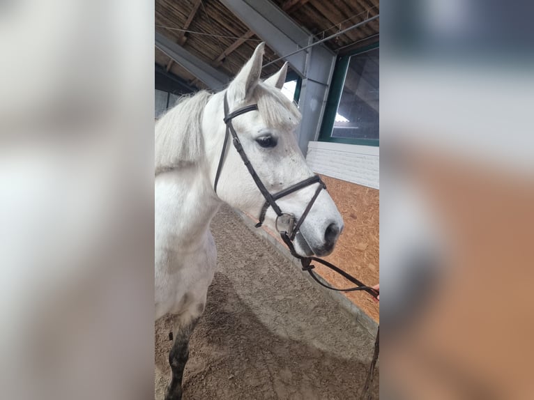 Fler ponnyer/små hästar Sto 8 år 153 cm Grå in Handrup