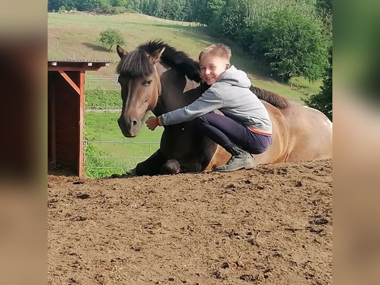 Fler ponnyer/små hästar Sto 9 år 120 cm Kan vara vit in Bieszkowice