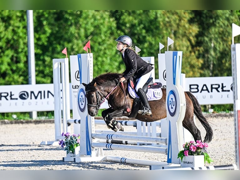 Fler ponnyer/små hästar Sto 9 år 120 cm Kan vara vit in Bieszkowice