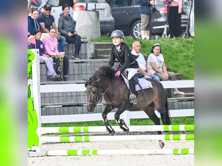 Fler ponnyer/små hästar Sto 9 år 120 cm Kan vara vit in Bieszkowice