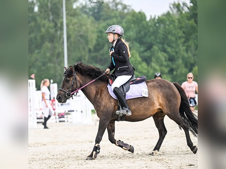 Fler ponnyer/små hästar Sto 9 år 120 cm Kan vara vit in Bieszkowice