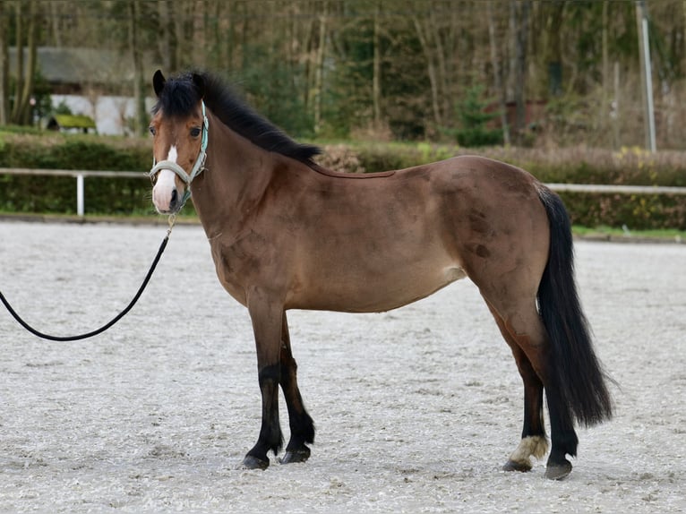 Fler ponnyer/små hästar Sto 9 år 125 cm Brun in Neustadt (Wied)