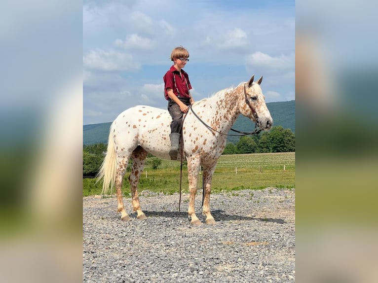 Fler ponnyer/små hästar Sto 9 år 137 cm in Allenwood, PA