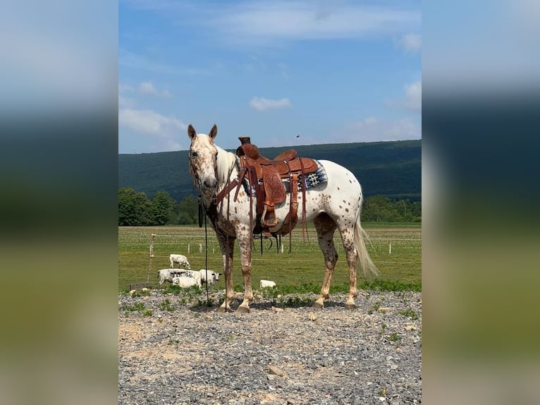 Fler ponnyer/små hästar Sto 9 år 137 cm in Allenwood, PA