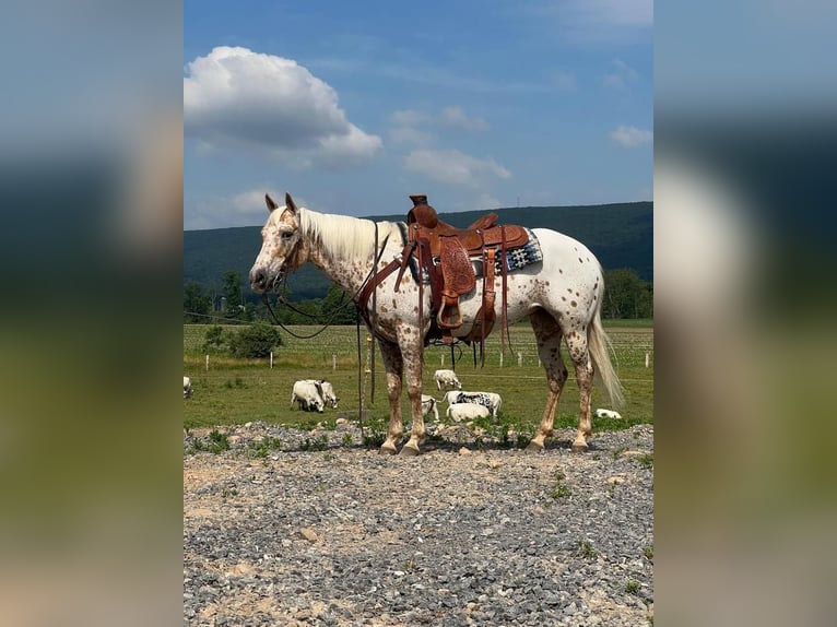 Fler ponnyer/små hästar Sto 9 år 137 cm in Allenwood, PA