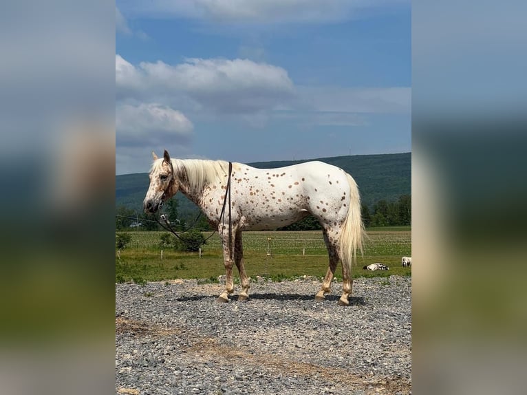 Fler ponnyer/små hästar Sto 9 år 137 cm in Allenwood, PA