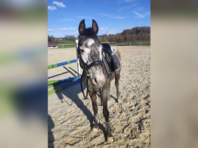 Fler ponnyer/små hästar Sto 9 år 140 cm Leopard-Piebald in HaselreithEm