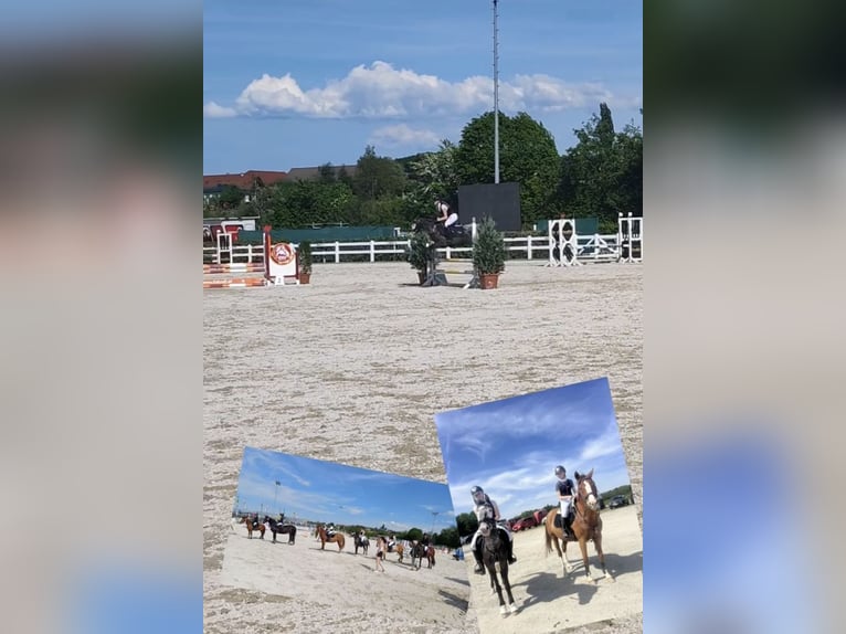 Fler ponnyer/små hästar Sto 9 år 140 cm Leopard-Piebald in HaselreithEm