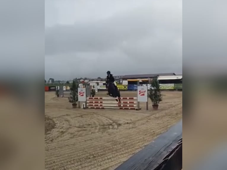 Fler ponnyer/små hästar Sto 9 år 140 cm Leopard-Piebald in HaselreithEm