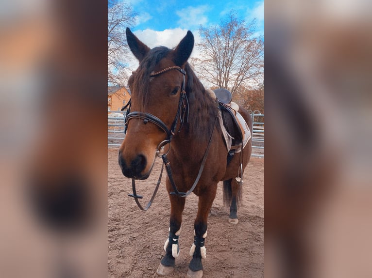 Fler ponnyer/små hästar Blandning Sto 9 år 143 cm Brun in Burgkunstadt