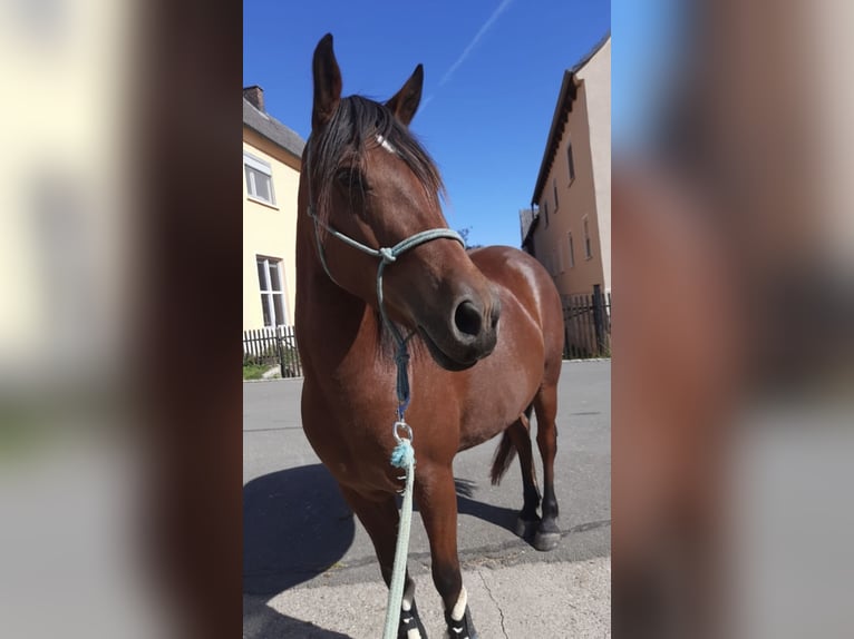 Fler ponnyer/små hästar Blandning Sto 9 år 143 cm Brun in Burgkunstadt