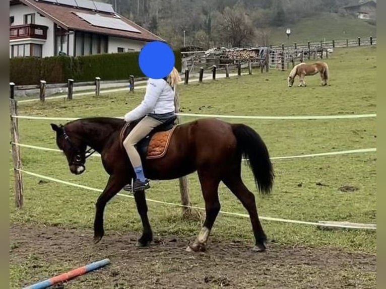 Fler ponnyer/små hästar Blandning Sto 9 år 144 cm fux in StribachDölsach