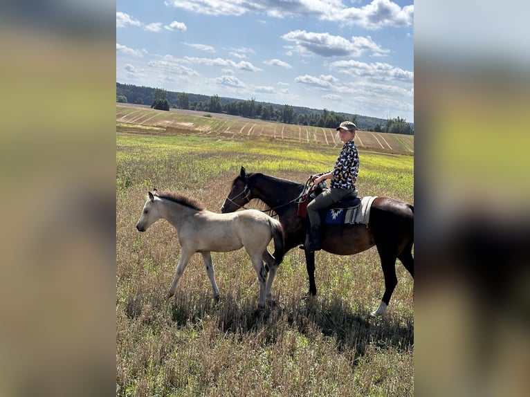 Fler ponnyer/små hästar Sto Föl (05/2024) 143 cm Gulbrun in Kubczyce