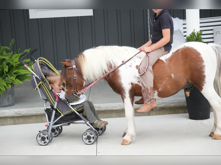 Fler ponnyer/små hästar Valack 10 år 102 cm Pinto in Fresno