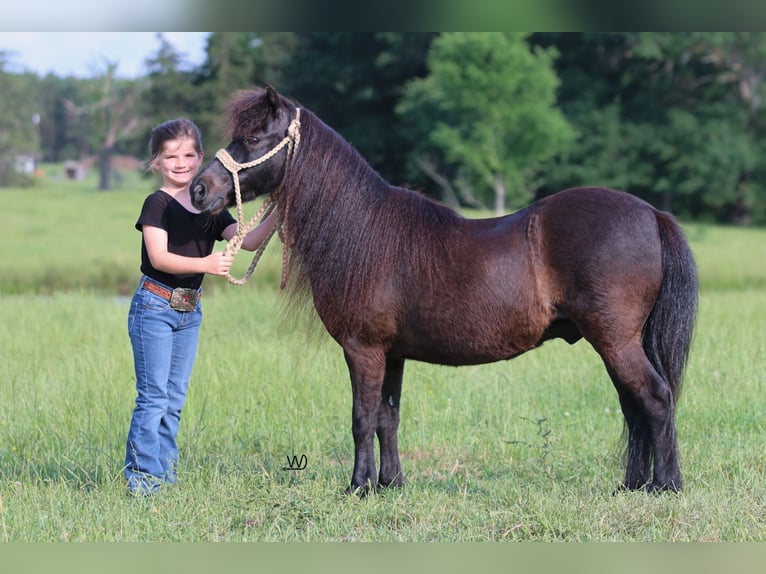 Fler ponnyer/små hästar Valack 10 år 104 cm Svart in Carthage, TX