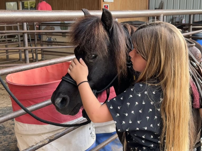 Fler ponnyer/små hästar Valack 10 år 104 cm Svart in Carthage, TX