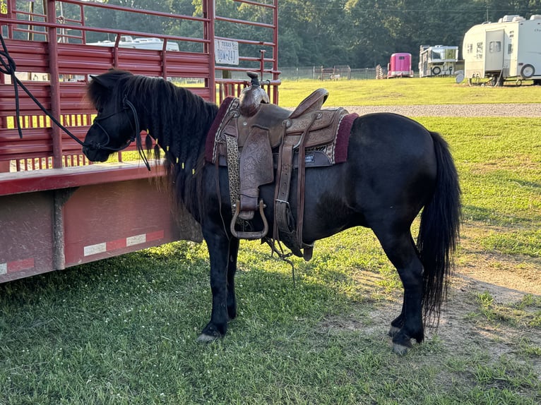 Fler ponnyer/små hästar Valack 10 år 104 cm Svart in Carthage, TX