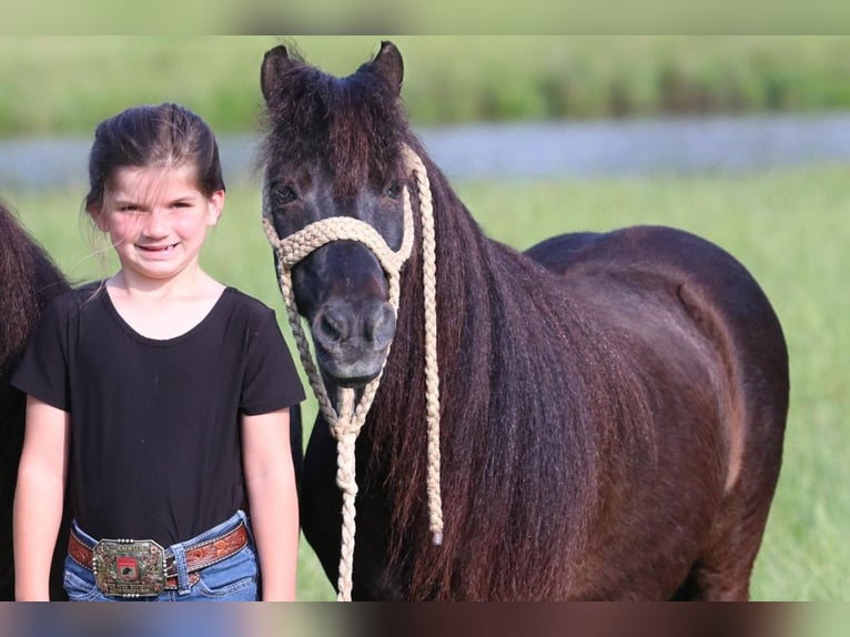 Fler ponnyer/små hästar Valack 10 år 104 cm Svart in Carthage, TX