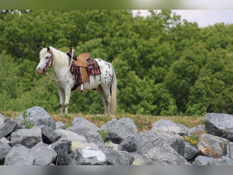 Fler ponnyer/små hästar Valack 10 år 112 cm Vit in Rebersburg, PA