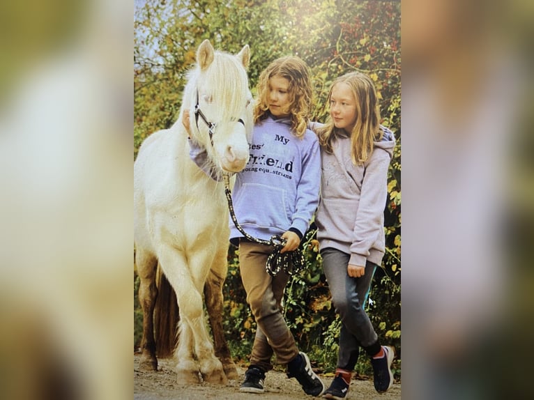 Fler ponnyer/små hästar Valack 10 år 114 cm Cremello in Parsberg