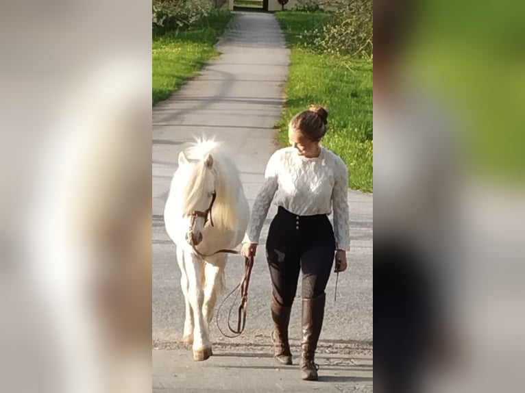 Fler ponnyer/små hästar Valack 10 år 114 cm Cremello in Parsberg