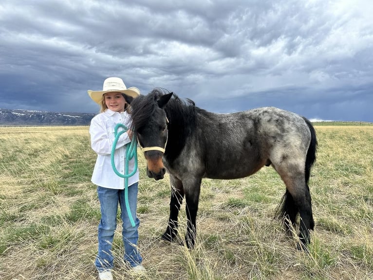 Fler ponnyer/små hästar Valack 10 år 122 cm Konstantskimmel in Casper, WY