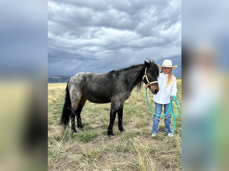 Fler ponnyer/små hästar Valack 10 år 122 cm Konstantskimmel in Casper, WY