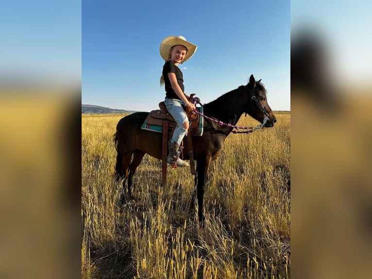 Fler ponnyer/små hästar Valack 10 år 122 cm Konstantskimmel in Casper, WY