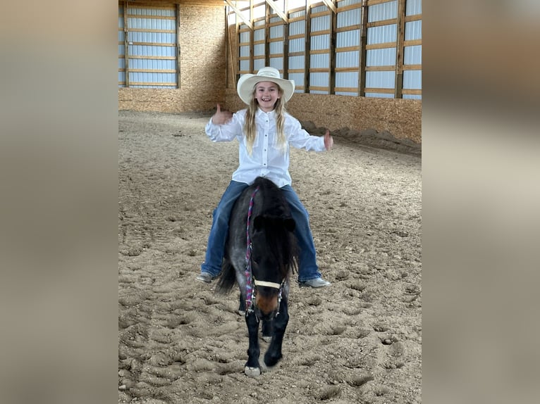 Fler ponnyer/små hästar Valack 10 år 122 cm Konstantskimmel in Casper