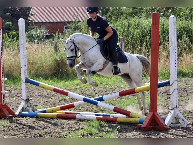 Fler ponnyer/små hästar Blandning Valack 10 år 130 cm Grå in Muchow