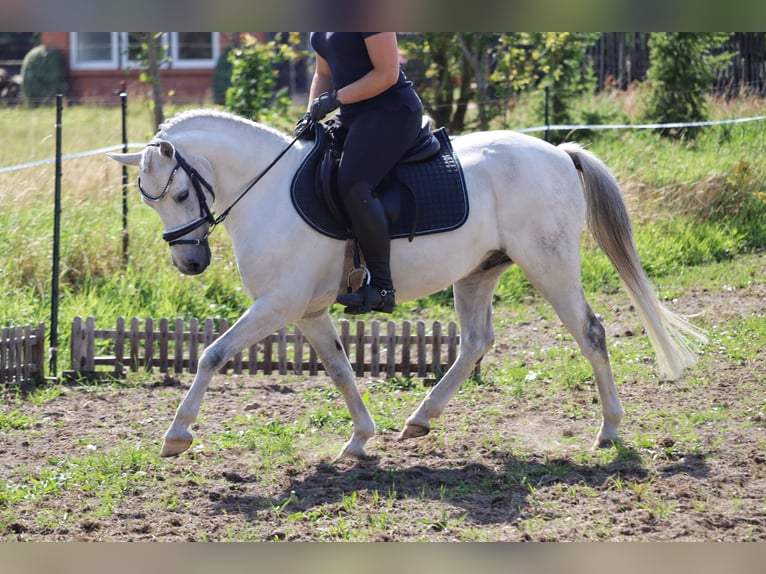 Fler ponnyer/små hästar Blandning Valack 10 år 130 cm Grå in Muchow