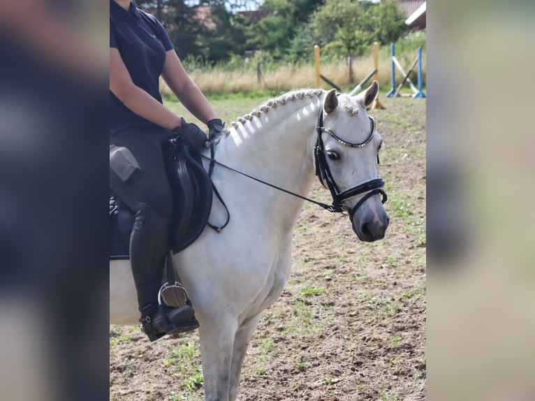 Fler ponnyer/små hästar Blandning Valack 10 år 130 cm Grå in Muchow