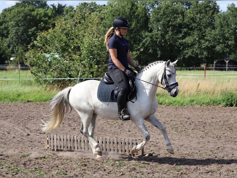 Fler ponnyer/små hästar Blandning Valack 10 år 130 cm Grå in Muchow