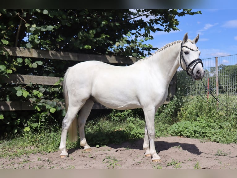 Fler ponnyer/små hästar Blandning Valack 10 år 130 cm Grå in Muchow