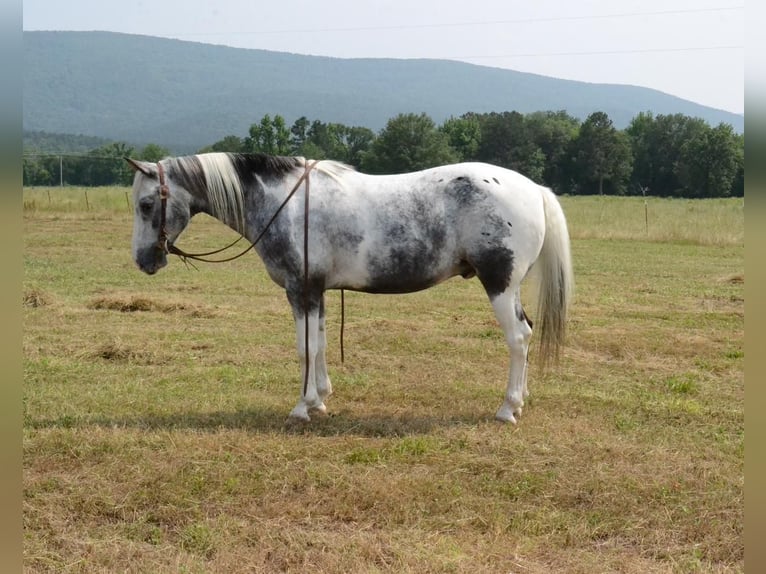 Fler ponnyer/små hästar Valack 10 år 135 cm Pinto in Watson, OK