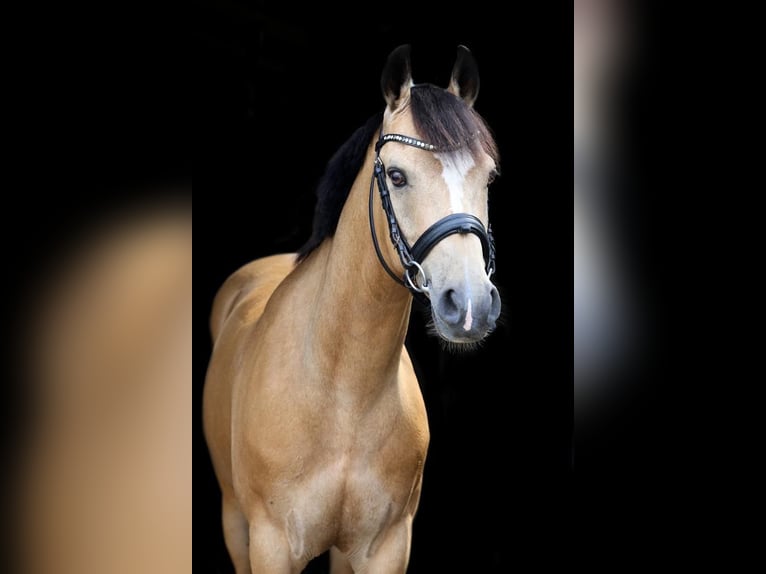 Fler ponnyer/små hästar Valack 10 år 140 cm Gulbrun in Olsztyn