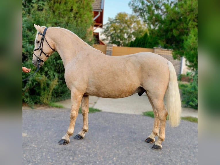 Fler ponnyer/små hästar Blandning Valack 10 år 140 cm Palomino in Neumünster