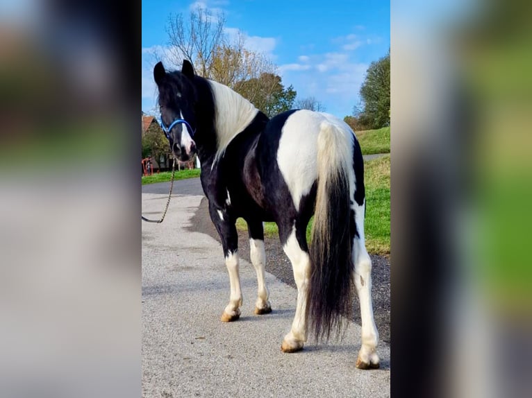 Fler ponnyer/små hästar Valack 10 år 140 cm Pinto in Rechnitz