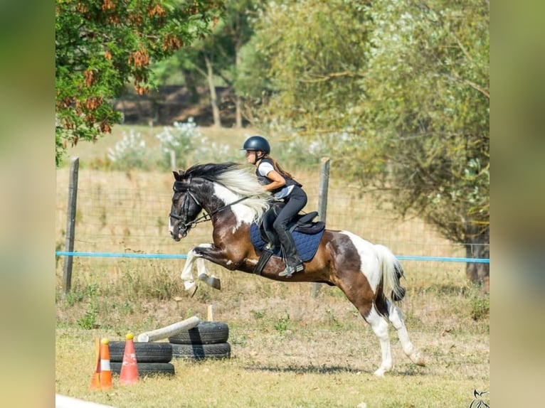 Fler ponnyer/små hästar Valack 10 år 140 cm Pinto in Rechnitz