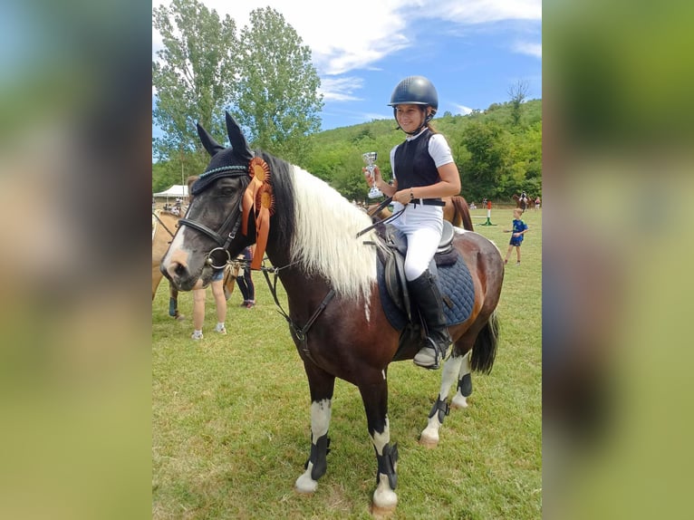 Fler ponnyer/små hästar Valack 10 år 140 cm Pinto in Rechnitz