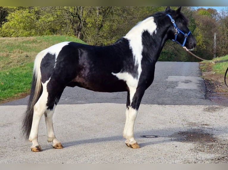 Fler ponnyer/små hästar Valack 10 år 140 cm Pinto in Rechnitz